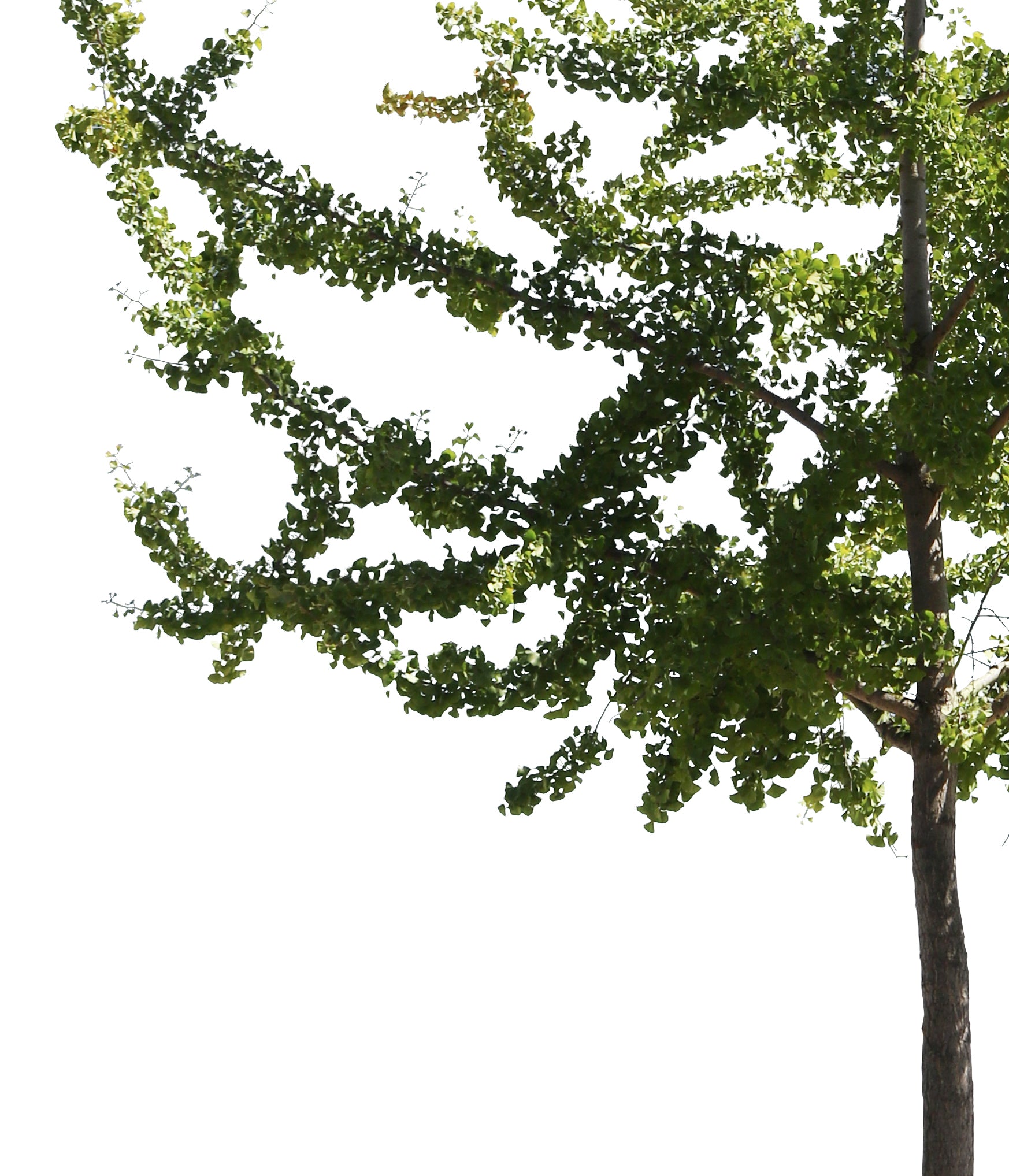 Ginkgo biloba II - cutout trees