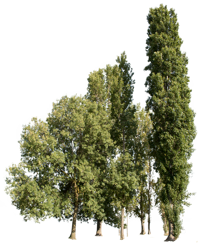 Trees Group Cutouttrees