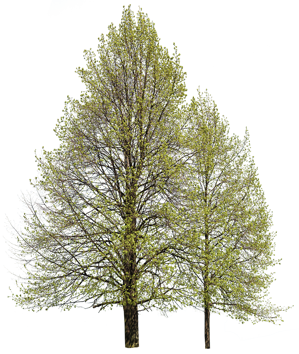 Group Tilia cordata L01 – Cutout|trees