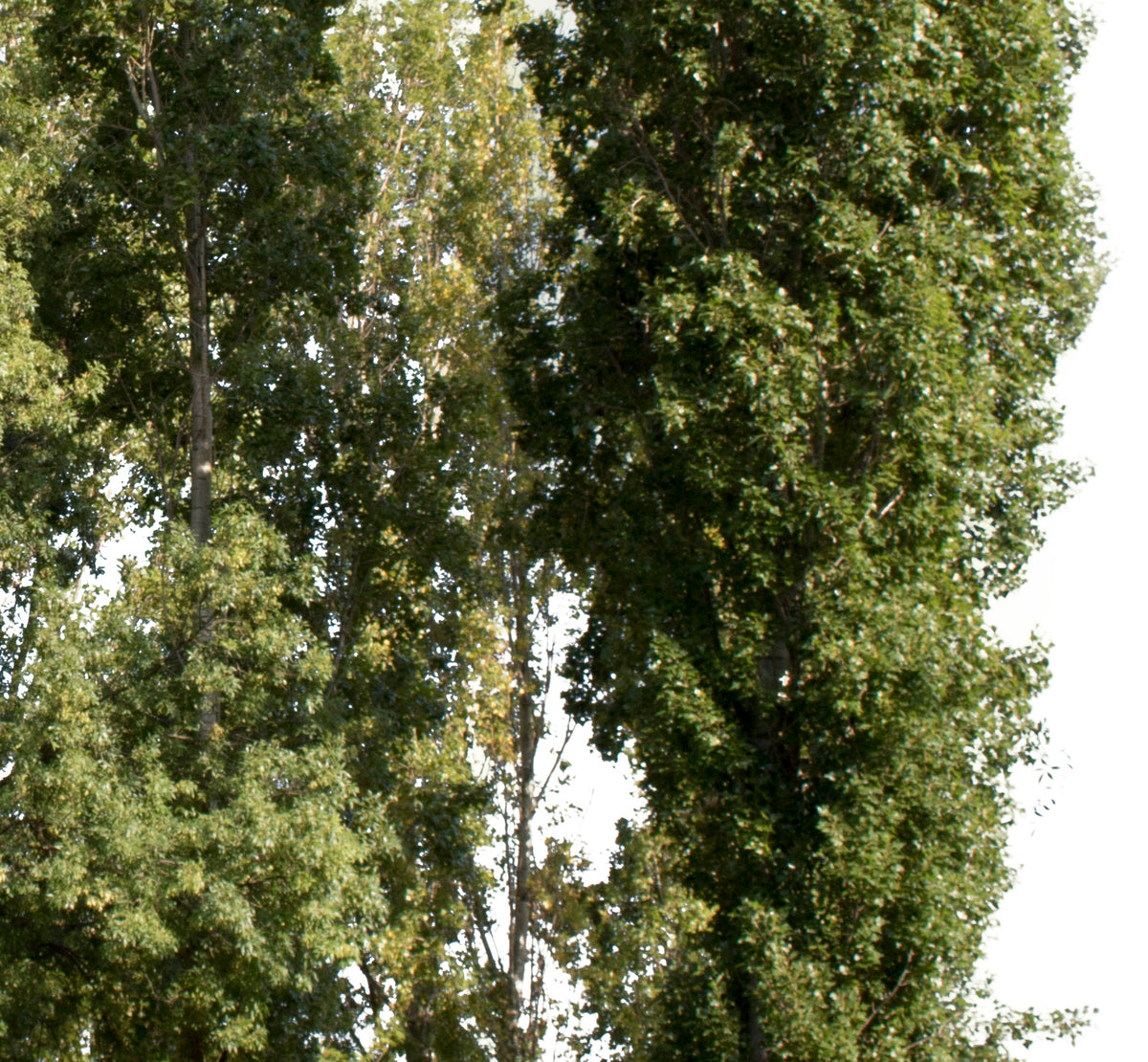 Tree Groups PNG Package — Clustered Cut Out Trees – Cutout|trees