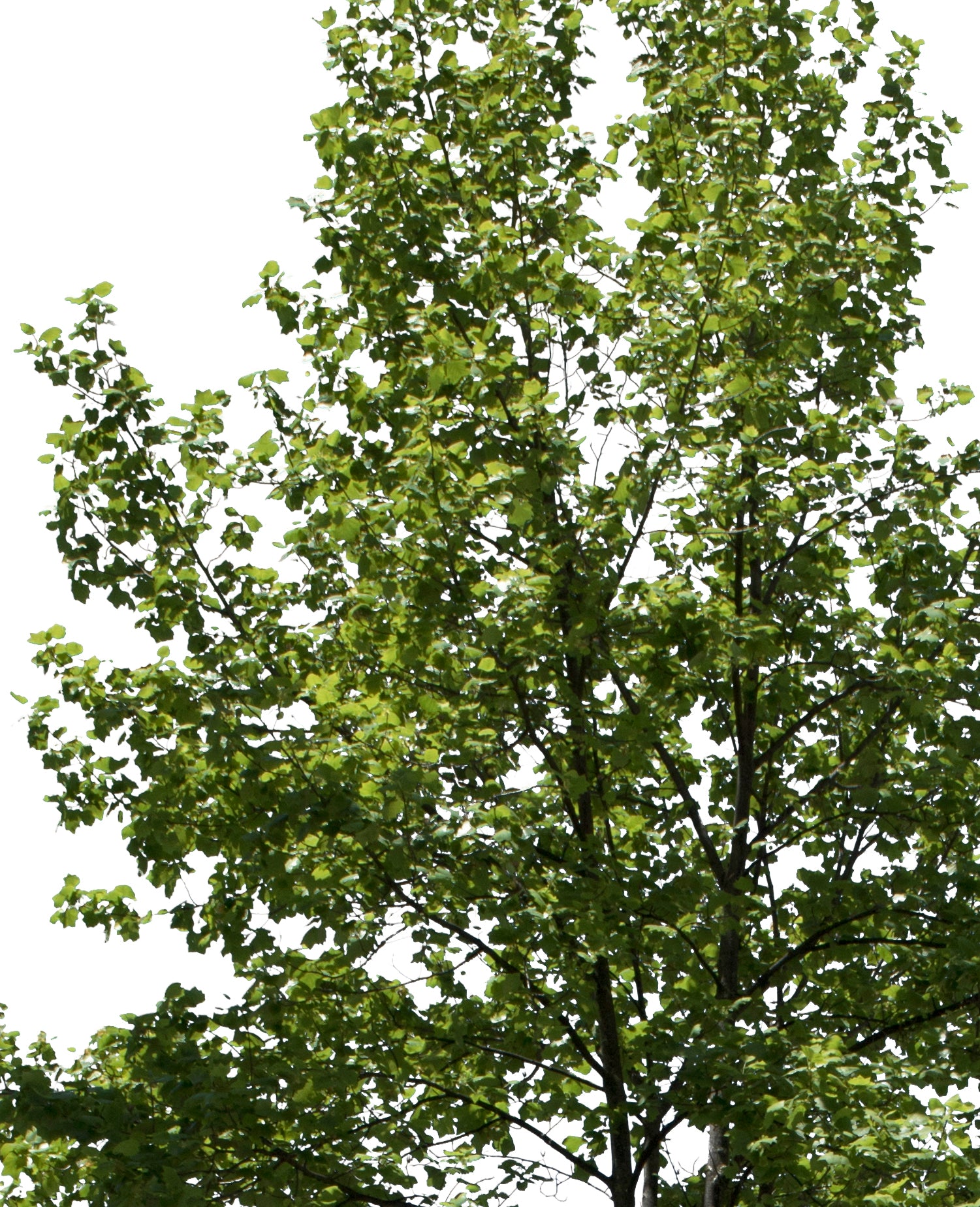 Liriodendron tulipifera II – Cutout|trees