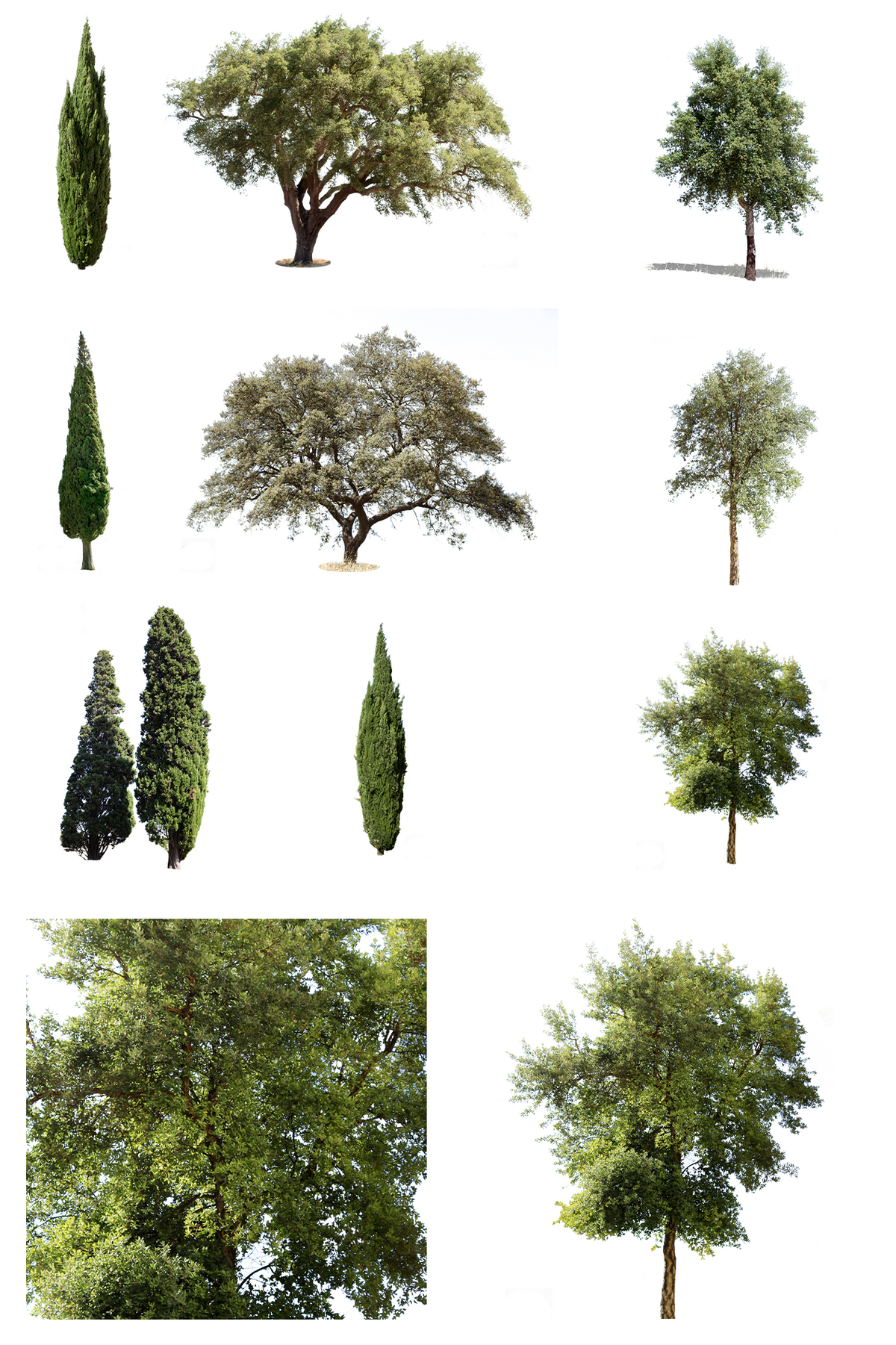 9 Mediterranean trees Pack 1 - cutout trees