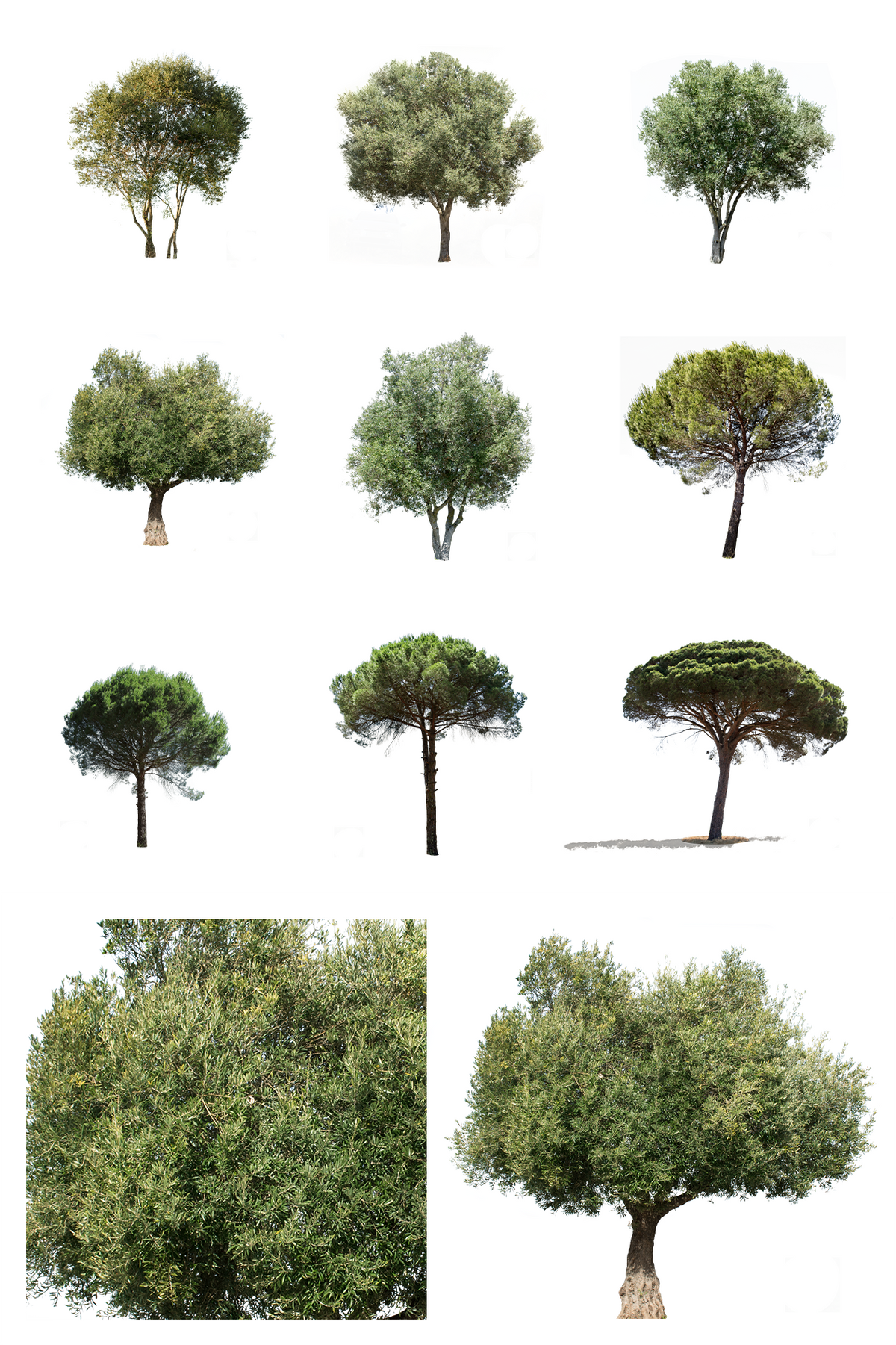 9 Mediterranean trees Pack 2 - cutout trees