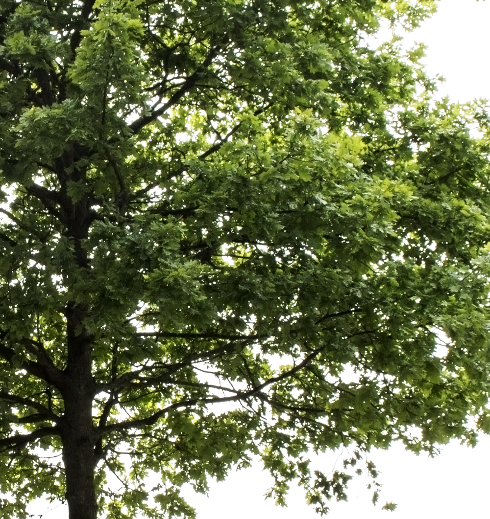 Quercus robur — English Oak Tree Cutout PNG – Cutout|trees