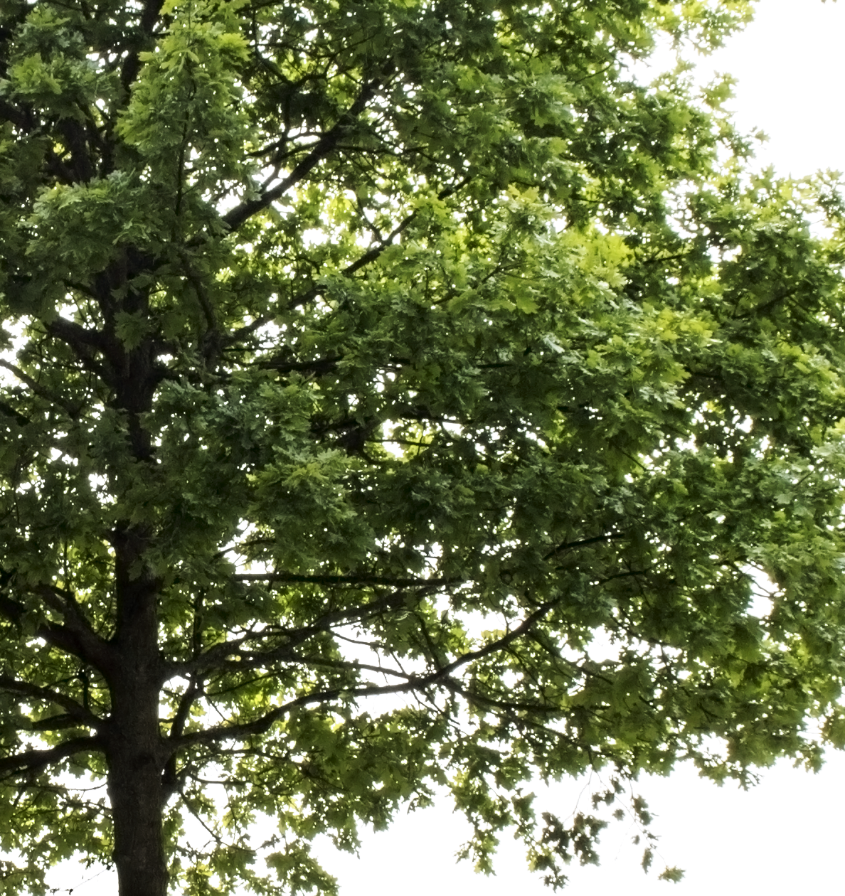 Oak Tree - cutout trees