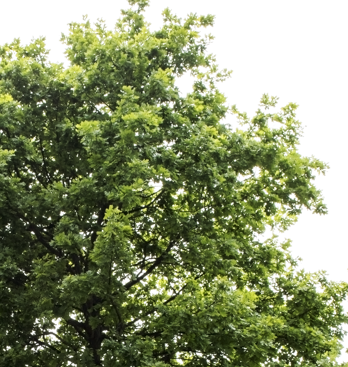 Quercus robur — English Oak Tree Cutout PNG – Cutout|trees