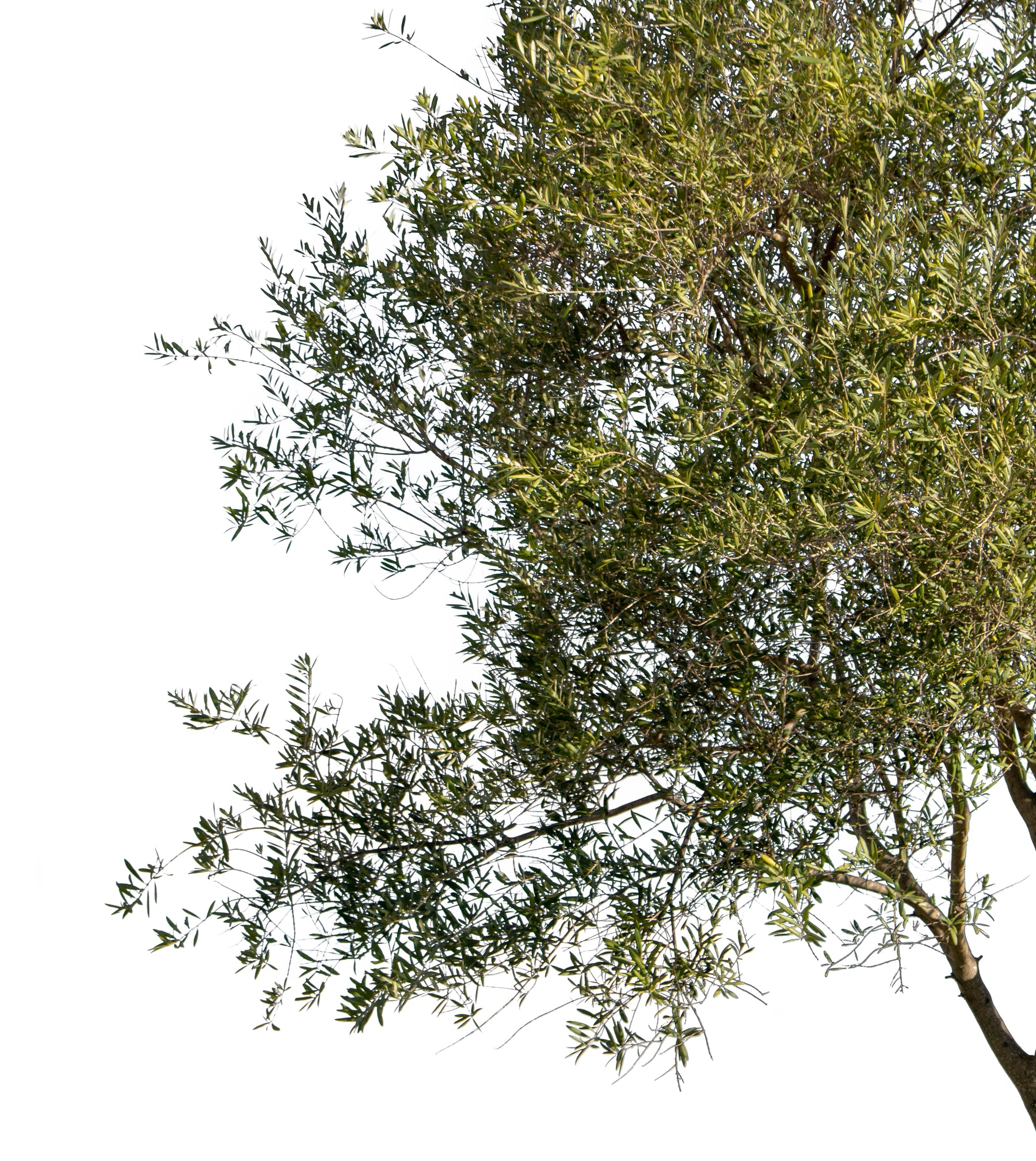 Olea europaea VI - cutout trees