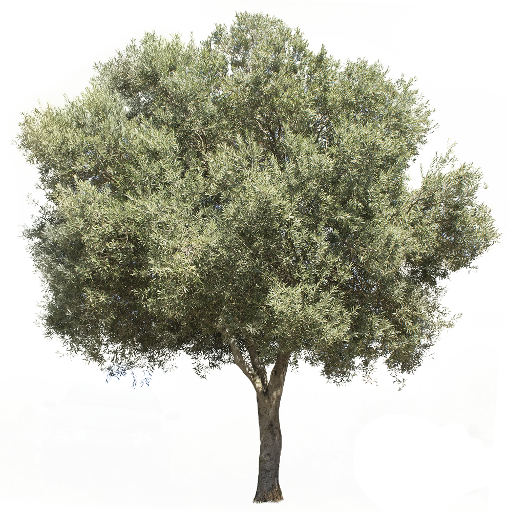 Olea europaea II - cutout trees
