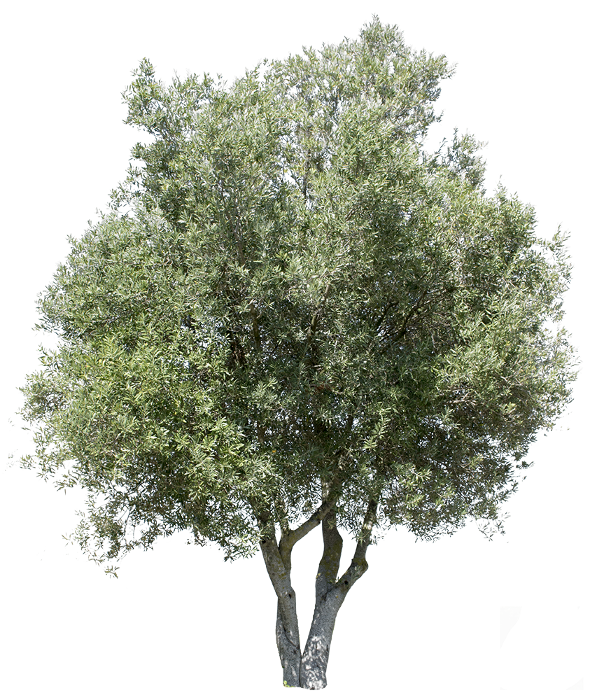 Olea europaea I - cutout trees