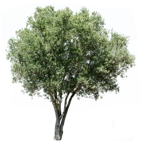 Olea europaea V - cutout trees