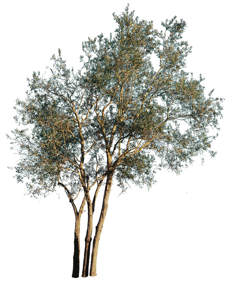 Olea europaea Small - cutout trees