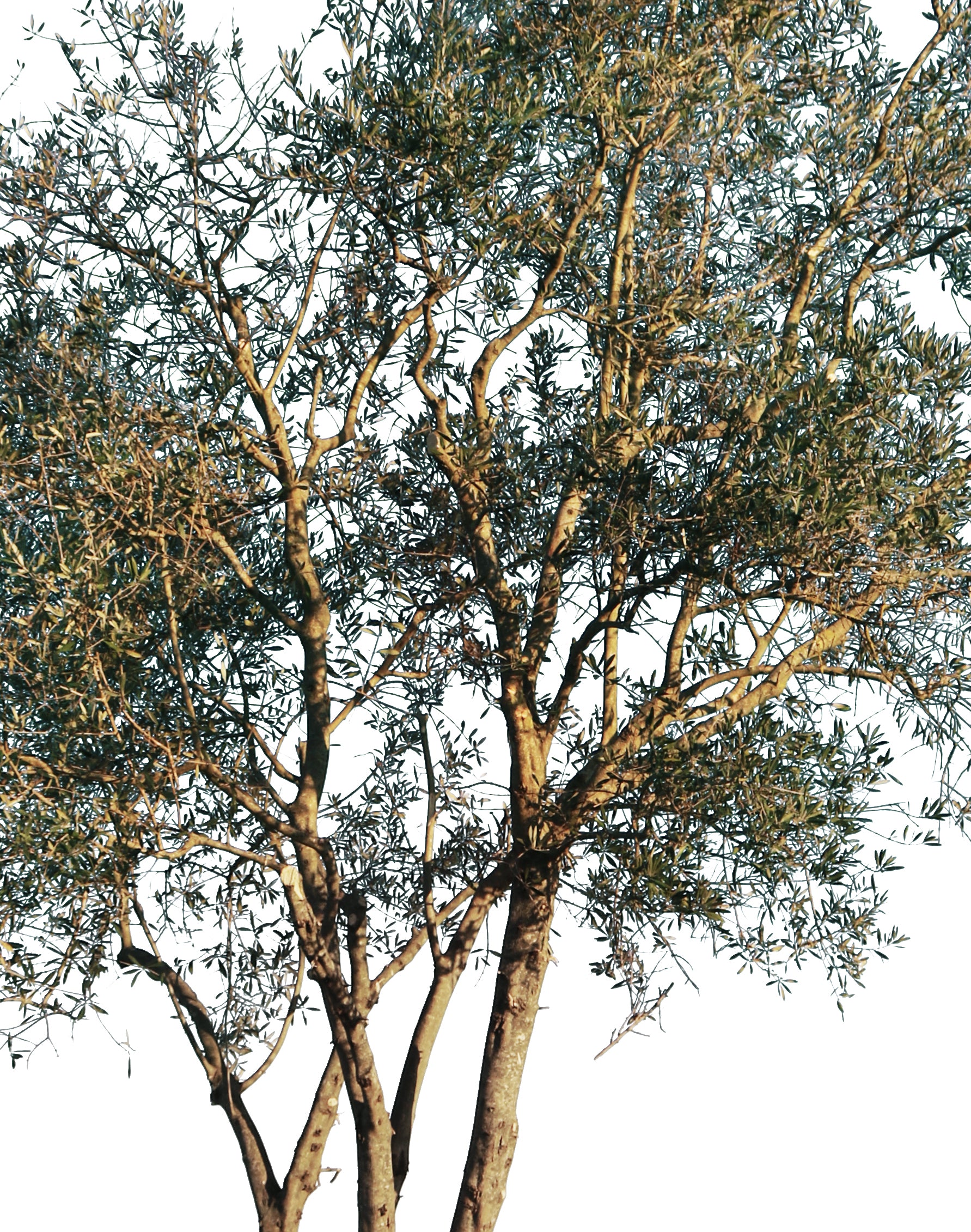 Olea europaea Small - cutout trees