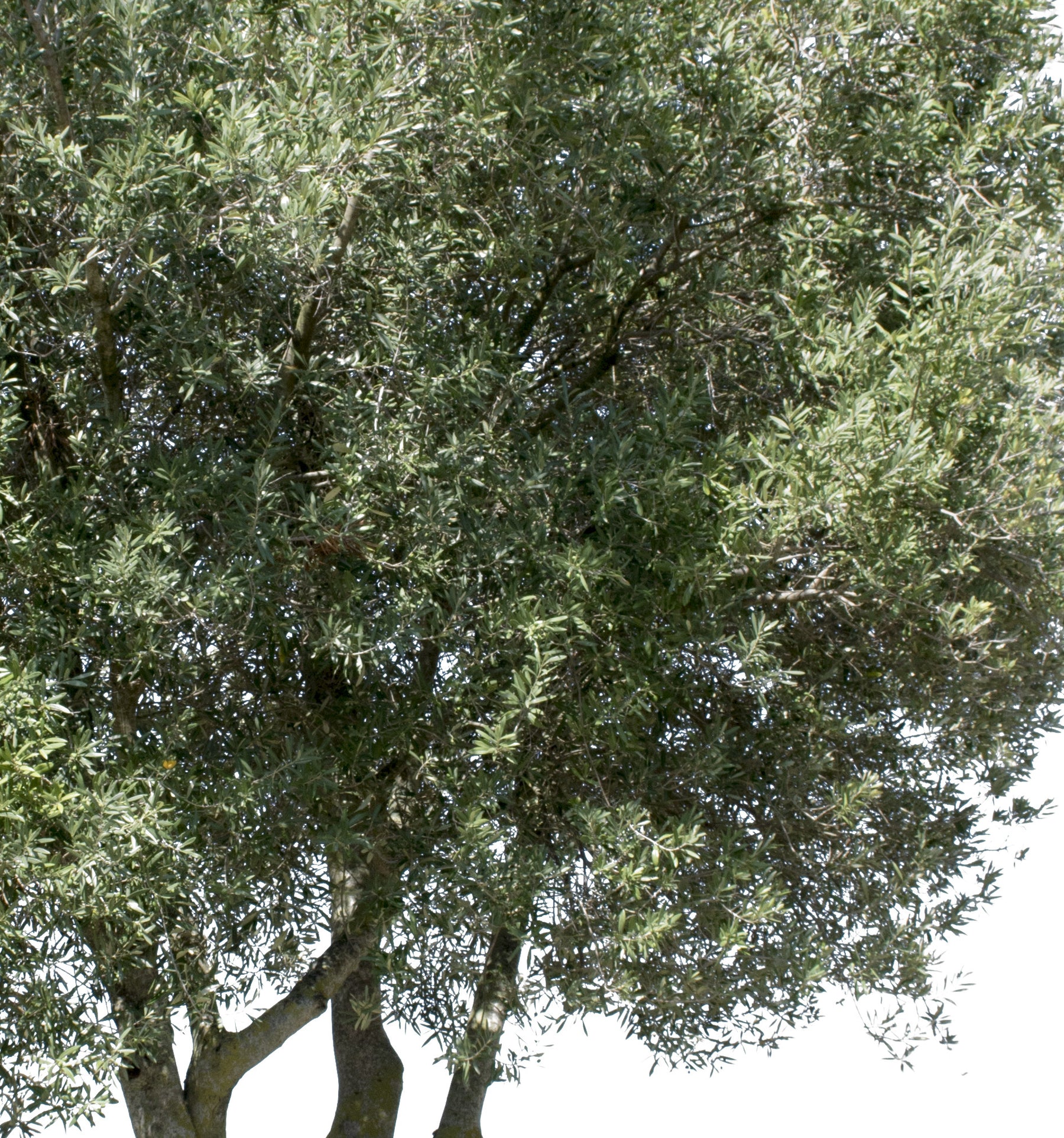 Olea europaea I - cutout trees