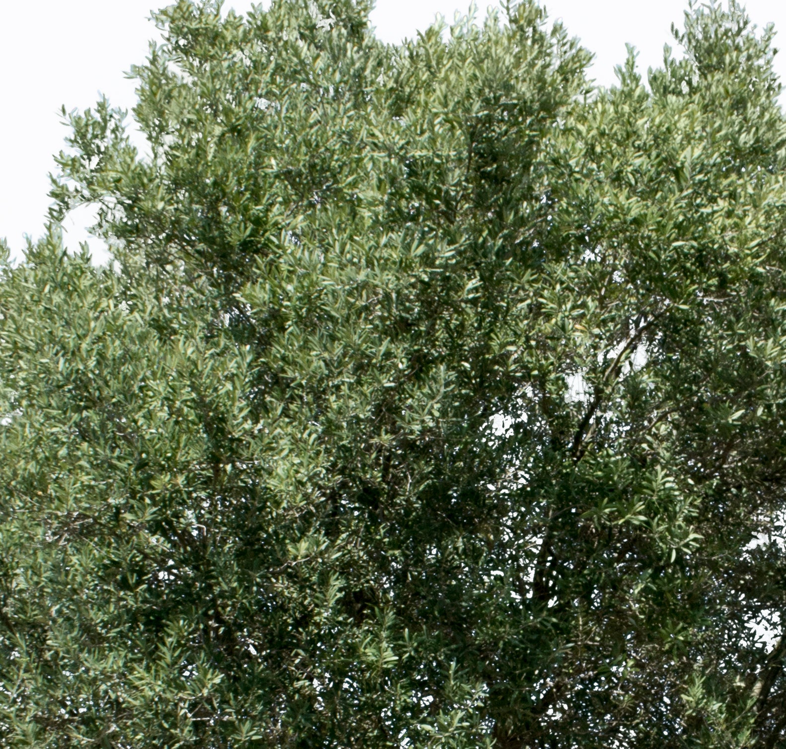 Olea europaea V - cutout trees