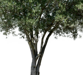 9 MEDITERRANEAN TREES PACK 2 - cutout trees