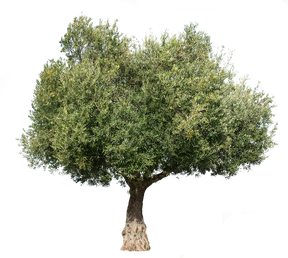 Olea europaea III - cutout trees