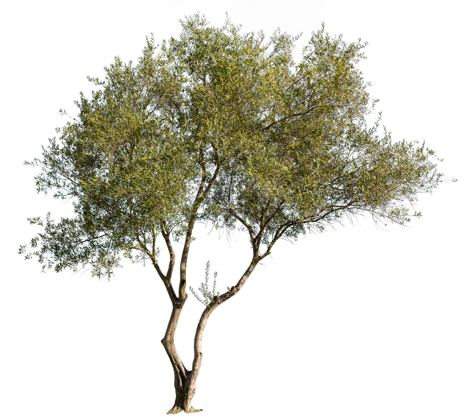 Olea europaea VI - cutout trees