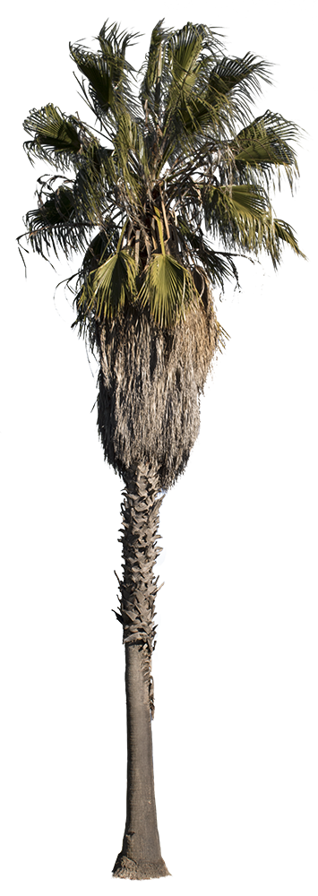 Washington Ia Palm Tree
