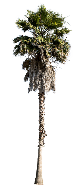 Palm tree - Washingtonia robusta - cutout trees