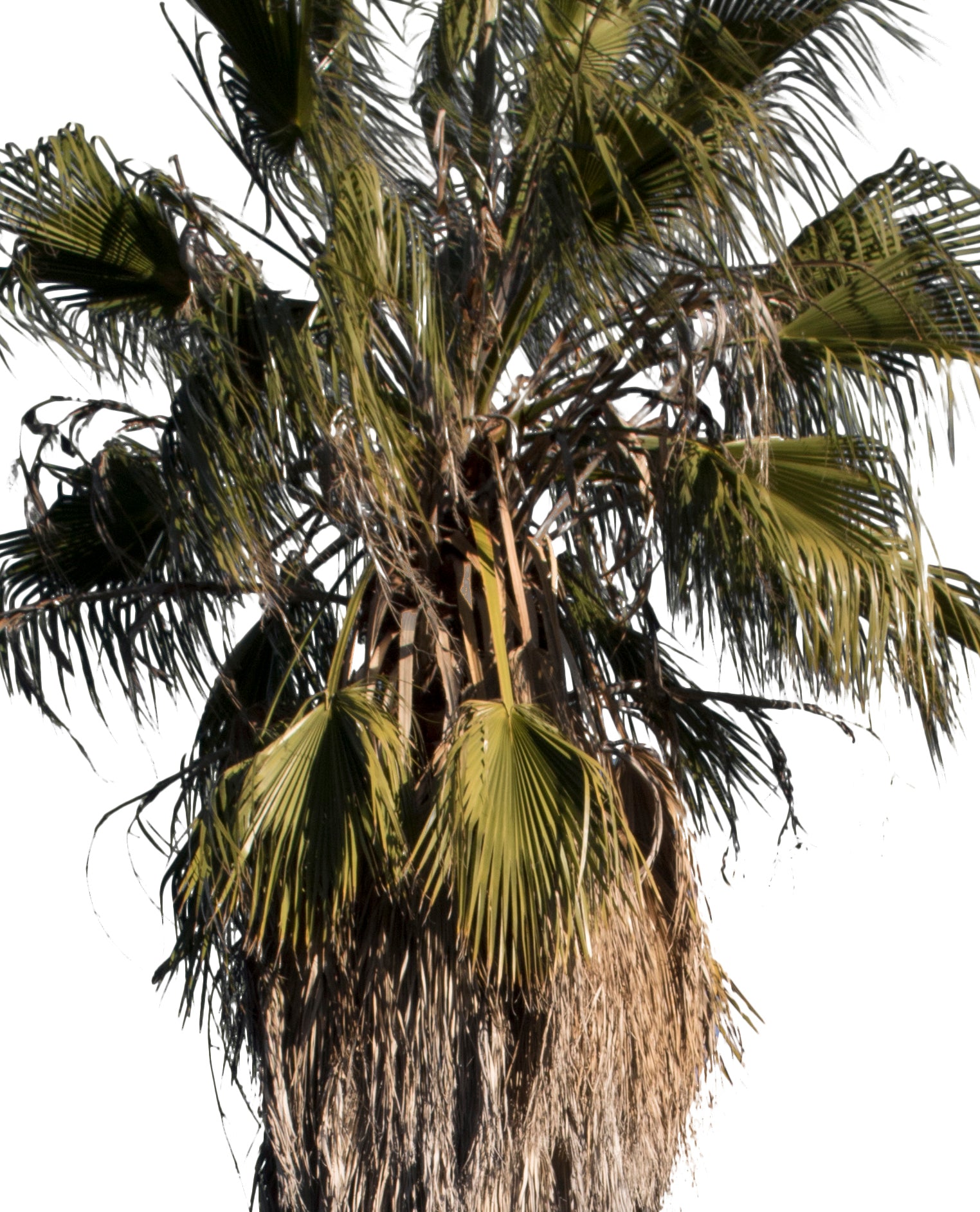 Palm tree - Washingtonia robusta III - cutout trees