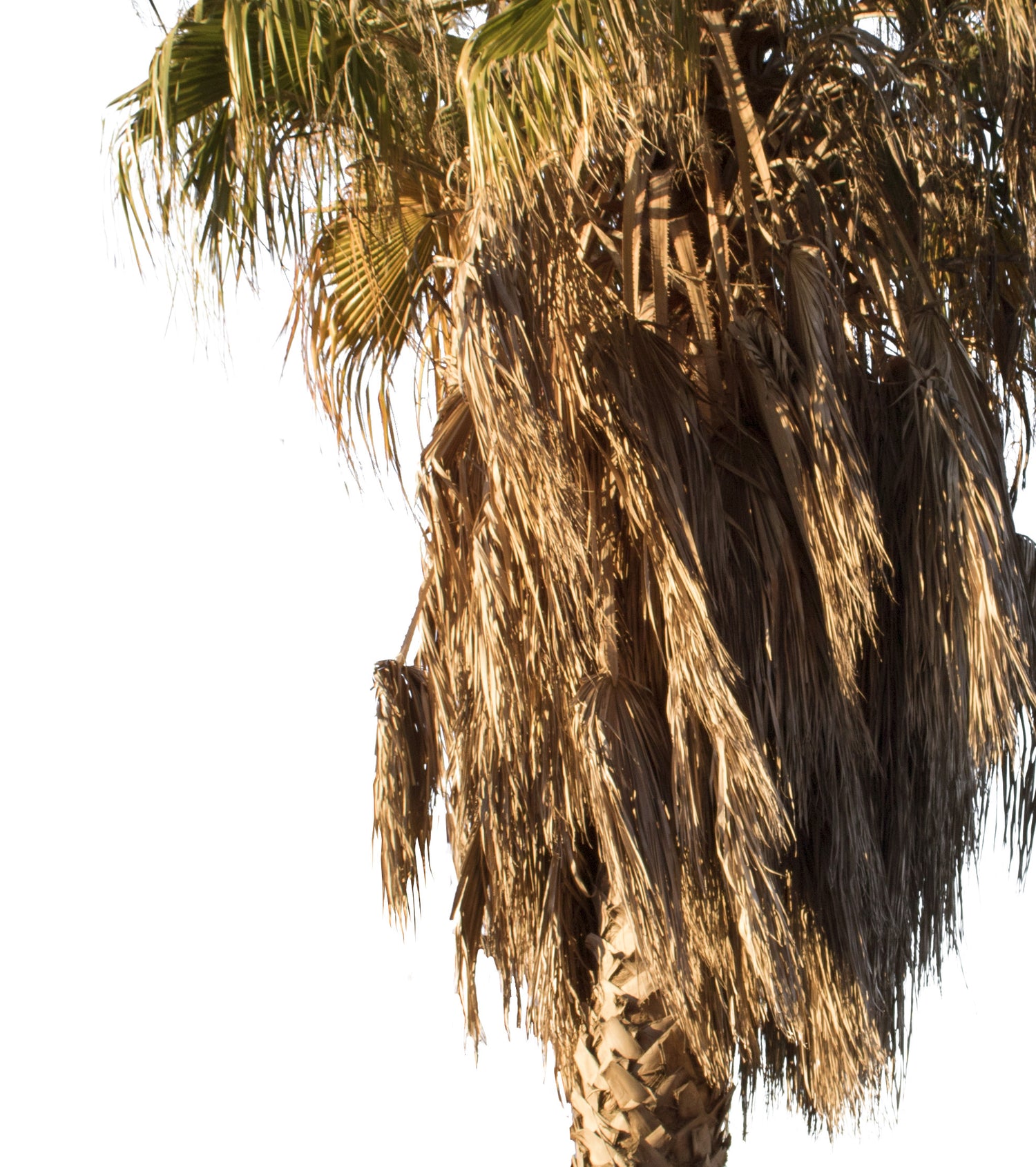 Palm tree - Washingtonia robusta II – Cutout|trees
