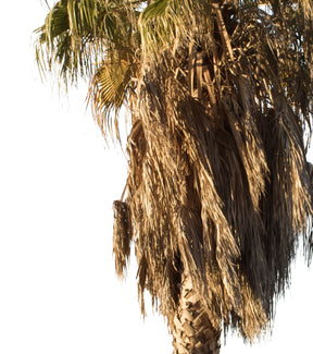 Palm tree - Washingtonia robusta II - cutout trees