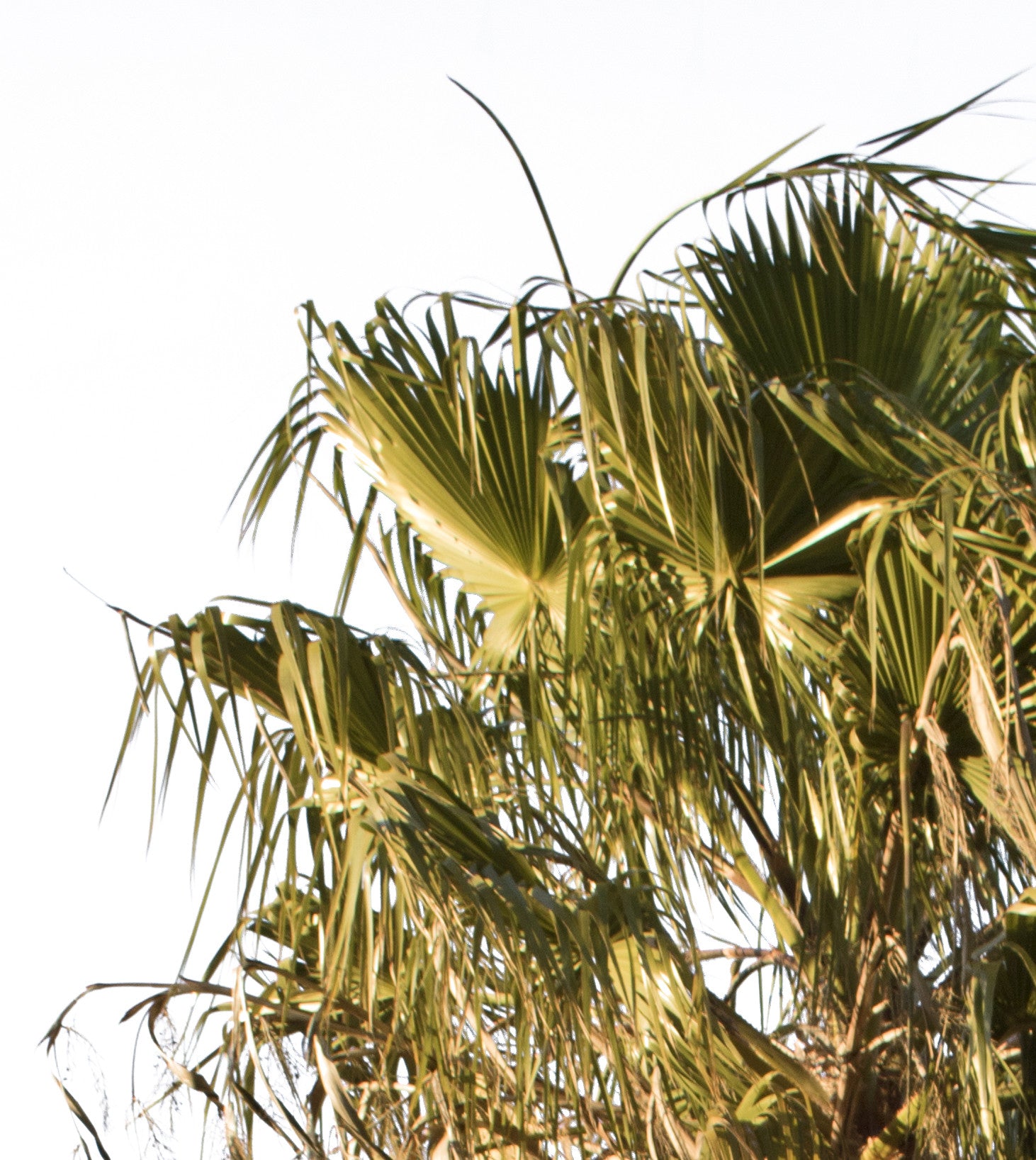 Palm tree - Washingtonia robusta II - cutout trees