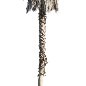 Palm tree - Washingtonia robusta - cutout trees