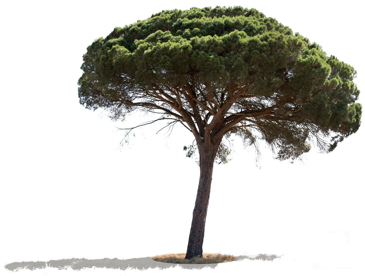 Pinus pinea II - cutout trees