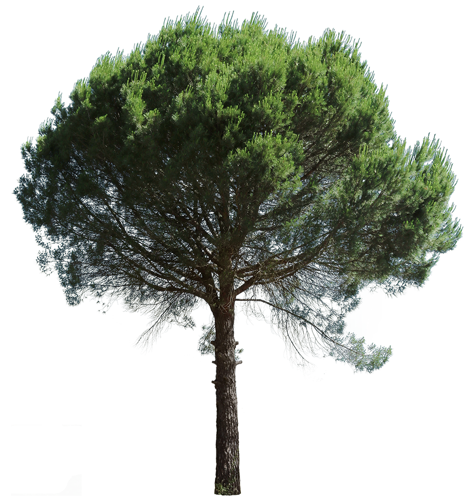 Pinus pinea IV - cutout trees