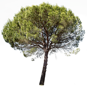 Pinus pinea - cutout trees