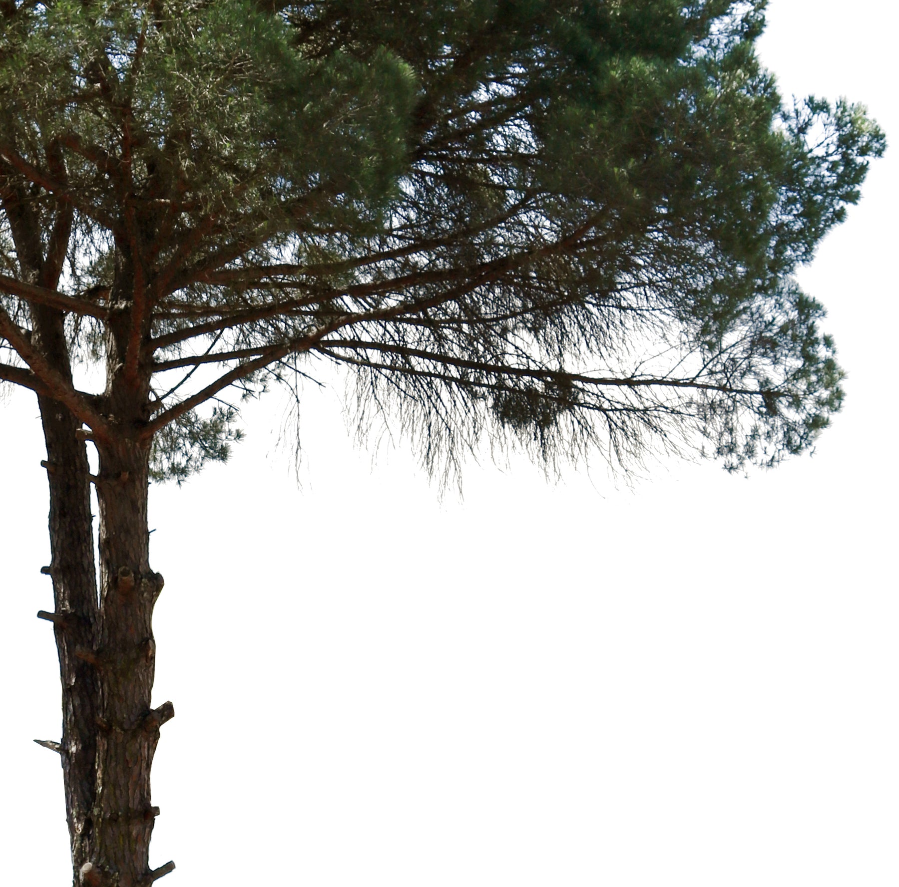 Pinus pinea III - cutout trees