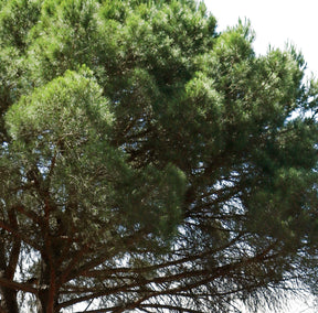 Pinus pinea III - cutout trees