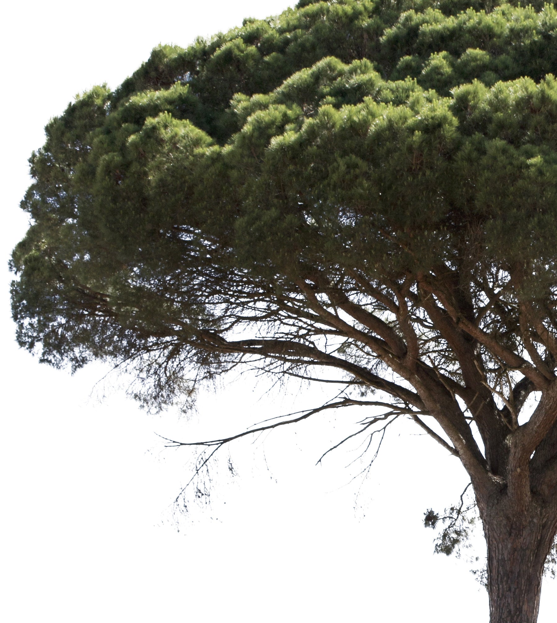 Pinus pinea II - cutout trees
