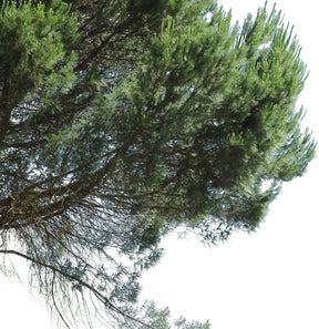 Pinus pinea IV - cutout trees