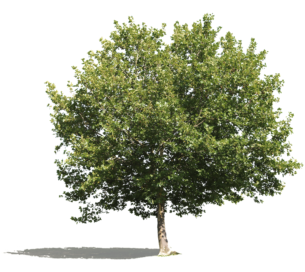Amerikanische Platane — Platanus occidentalis Baum PNG Architektur ...
