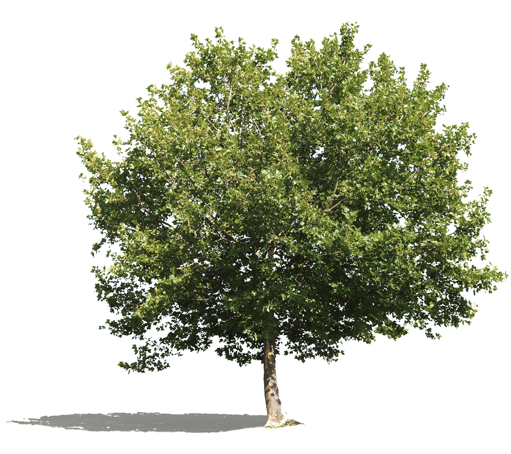 Platanus occidentalis IV - cutout trees
