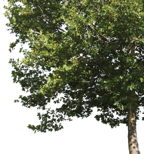 Platanus occidentalis IV - cutout trees