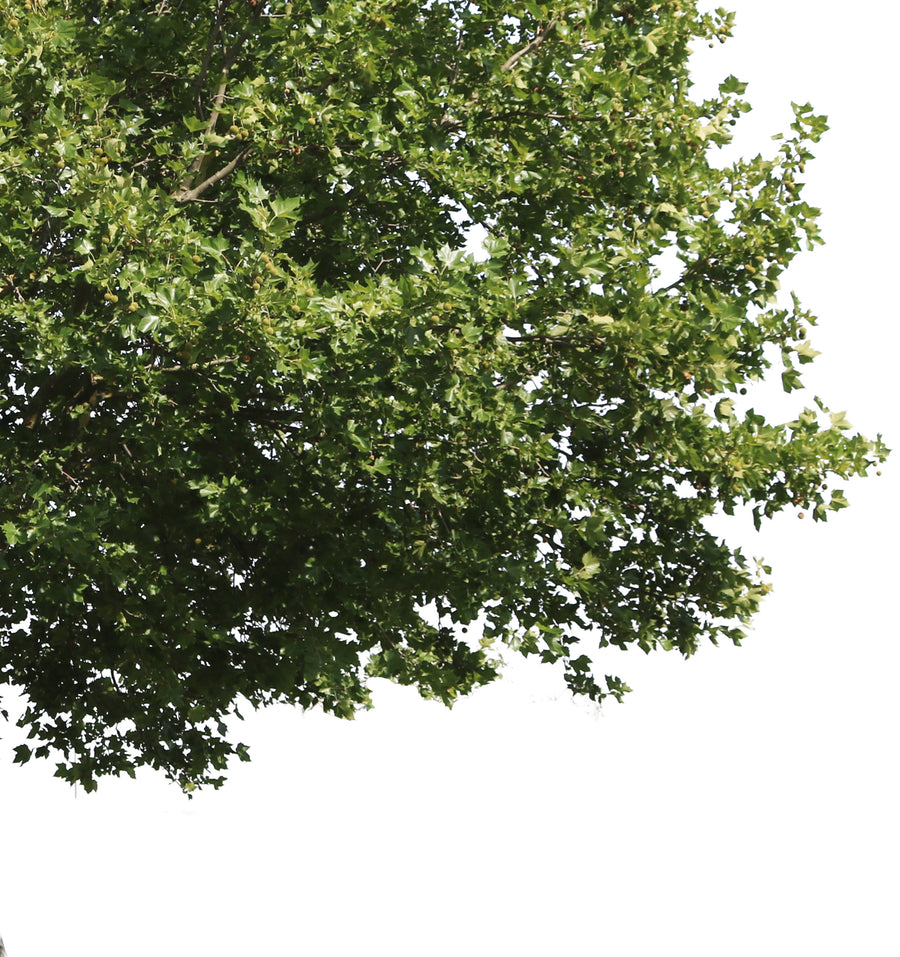 Medium Trees PNG Package — Diverse Cut Out Trees – Cutout|trees