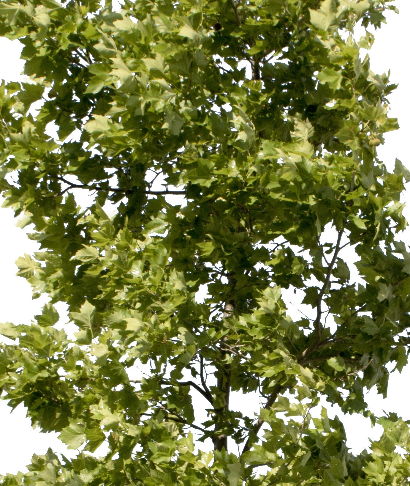 Platanus Occidentalis - Small - cutout trees