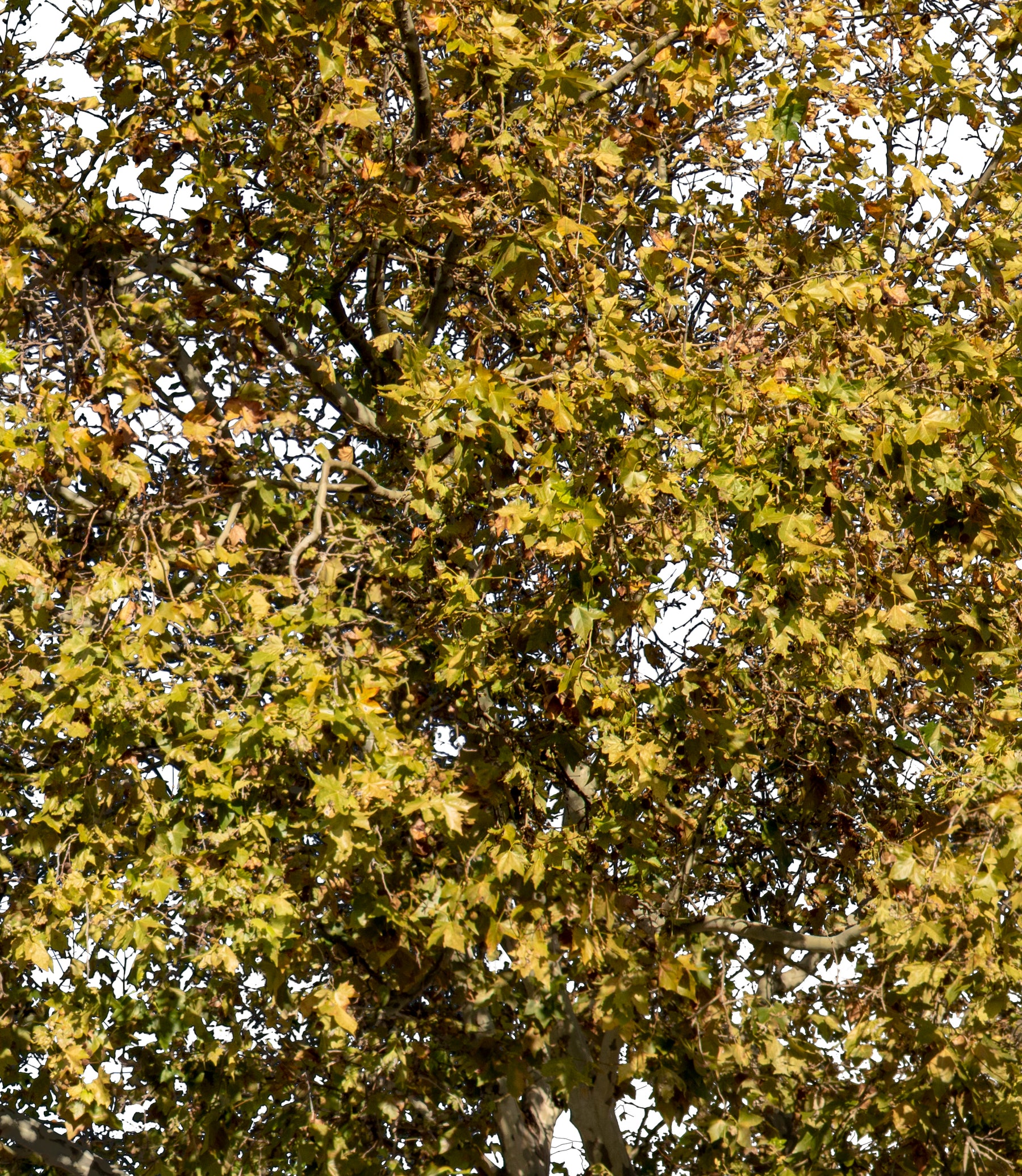 Platanus occidentalis autumn II - cutout trees