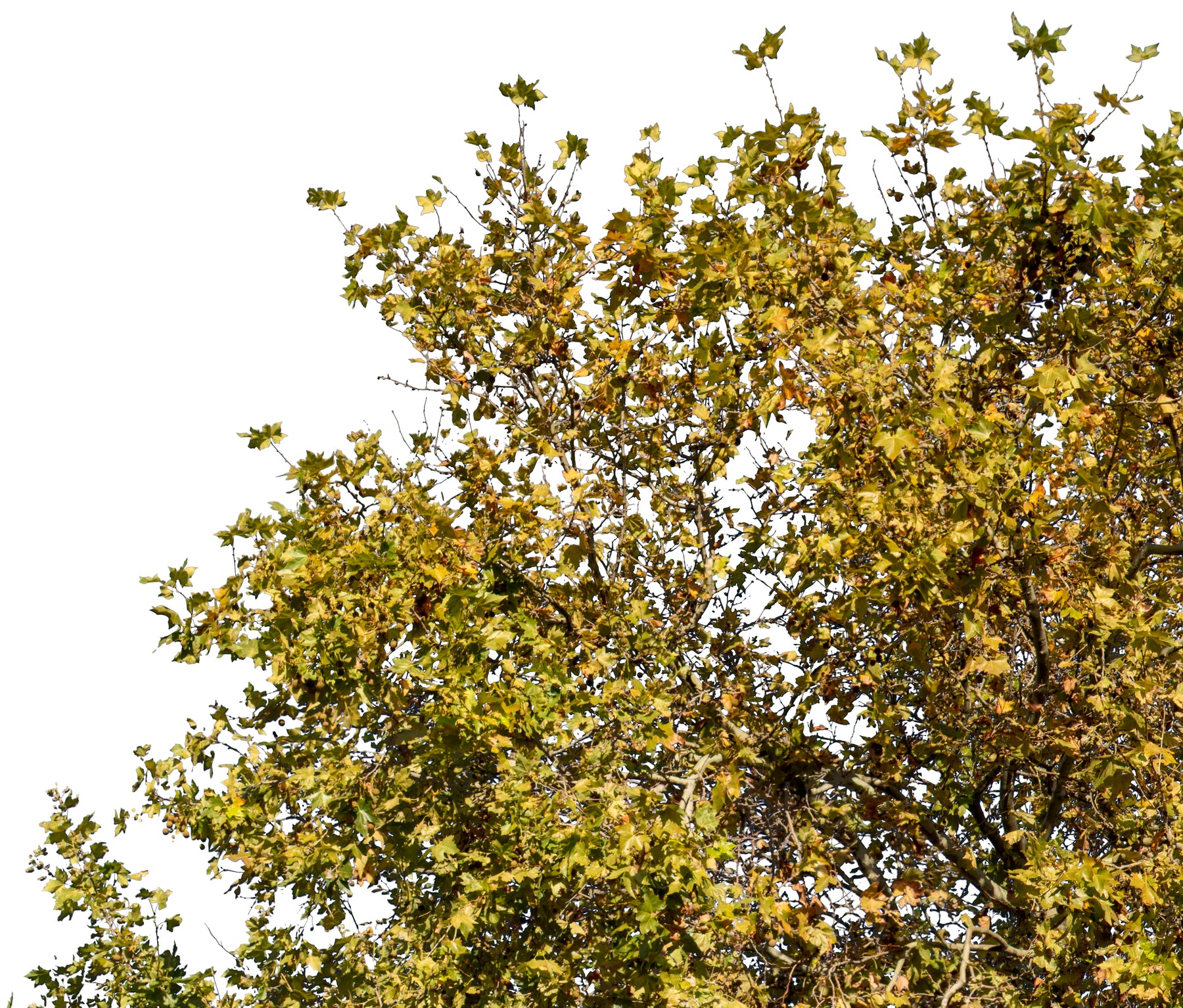 Platanus occidentalis autumn II - cutout trees