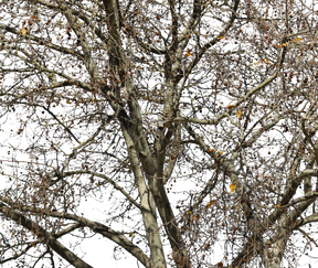 Platanus occidentalis Winter - cutout trees