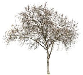 Platanus occidentalis Winter - cutout trees