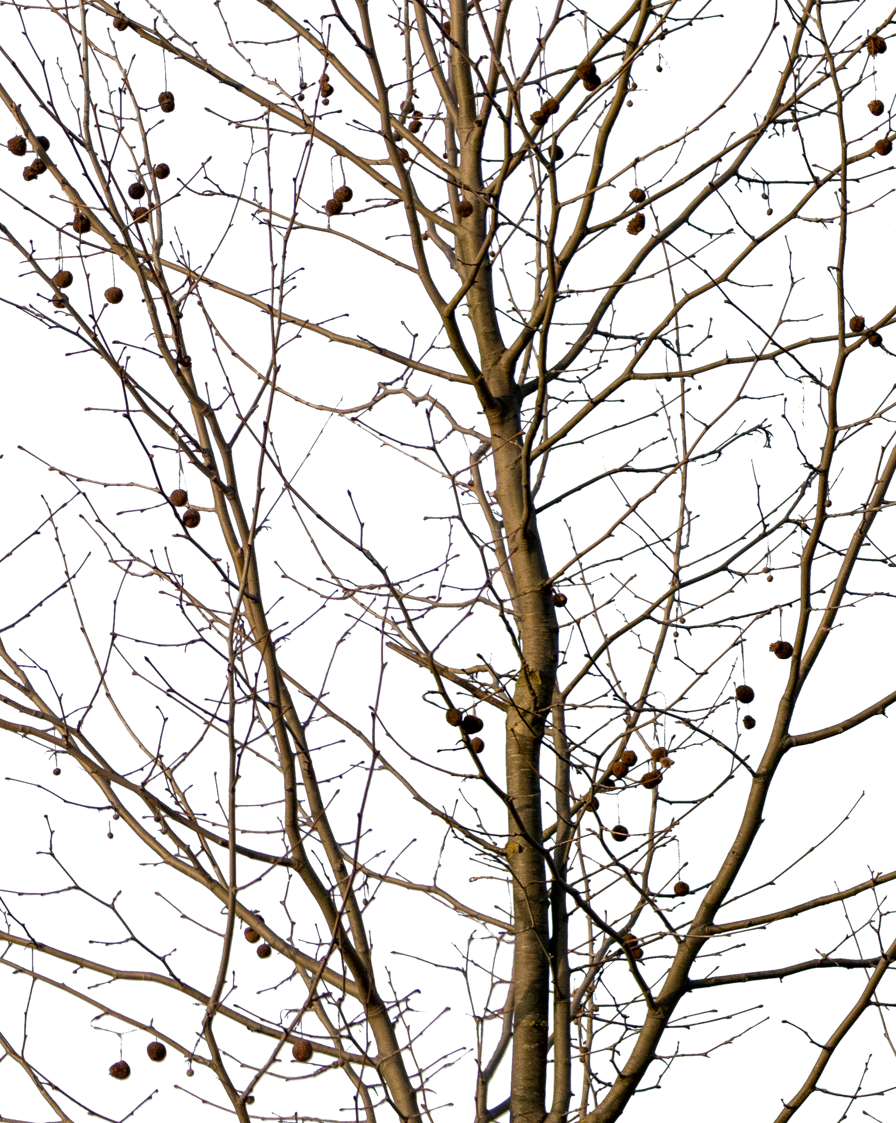 Platanus Small Winter - cutout trees