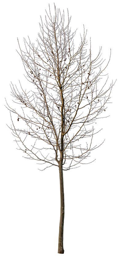 Platanus Small Winter – Cutout|trees