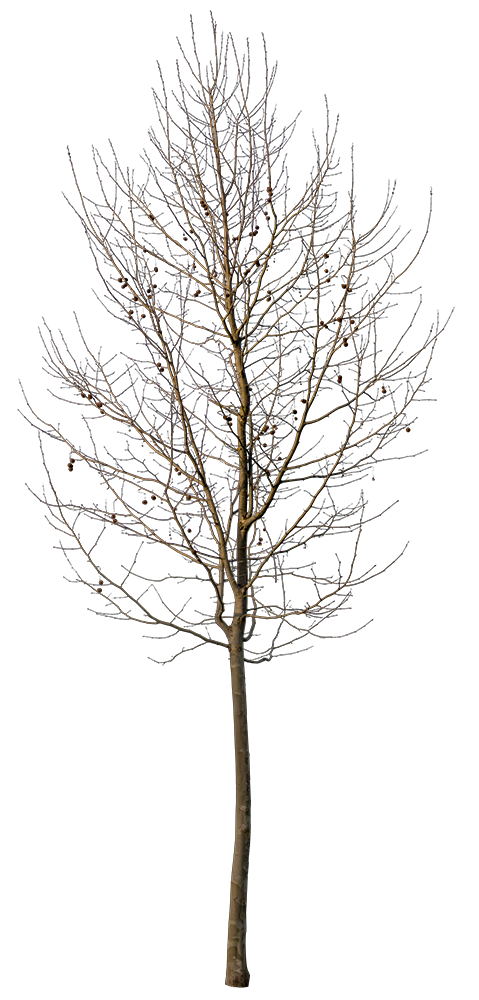 Platanus Small Winter - cutout trees