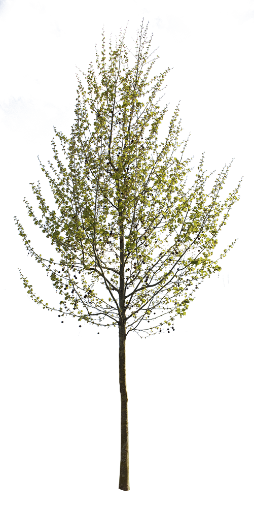 Platanus occidentalis - Small VIII - cutout trees