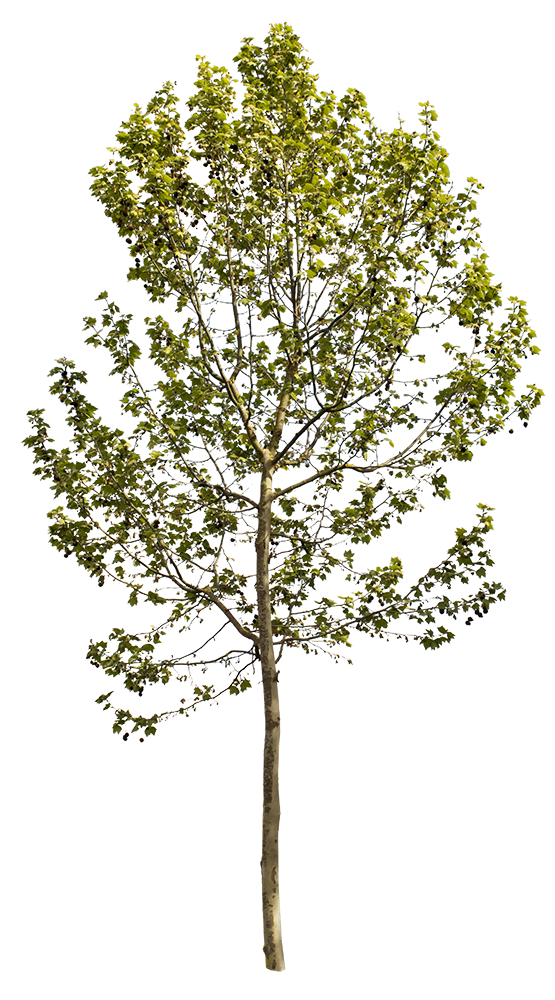 Platanus Occidentalis VII - cutout trees
