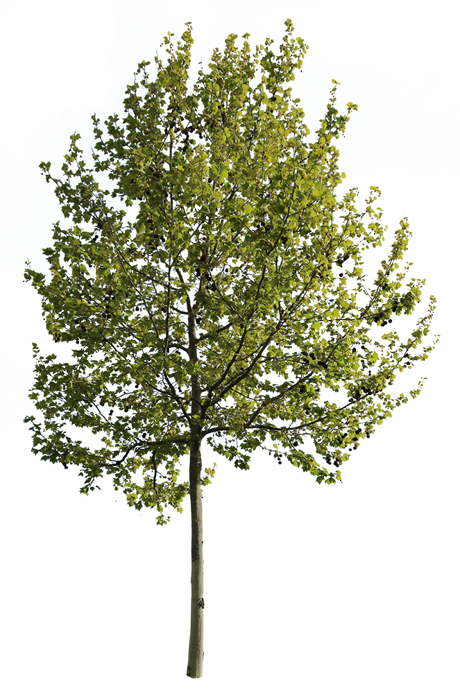 Platanus Occidentalis VI - cutout trees
